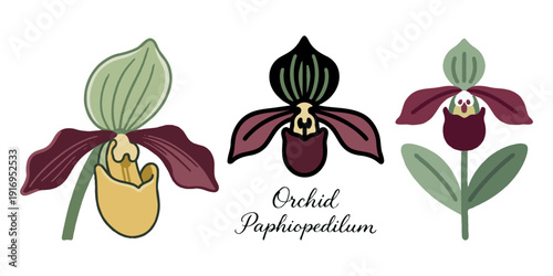 Three stylized Paphiopedilum orchid flower illustrations in hand-drawn style on white background, concept of botanical floral art