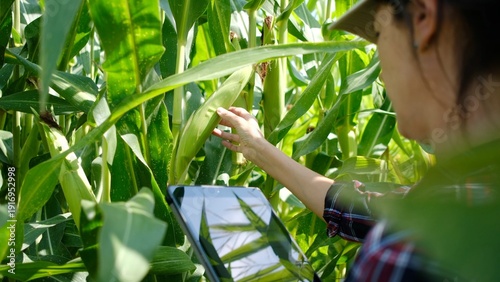 Canvastavla Female farmer inspecting corn crop quality in a field while using a digital tabl