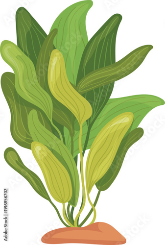 Seaweed cartoon icon. Wild plant. Aquarium botany