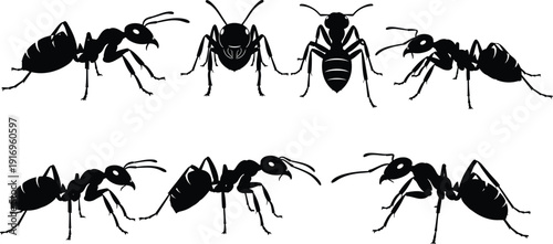 Ant silhouette collection, insect vector icons, black bug artwork, entomology illustration, nature clipart, science design, educational graphics, zoology pattern, species study