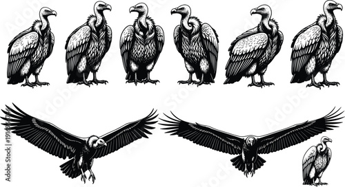 Black vulture set featuring detailed bird illustrations of vultures standing and flying for nature wildlife predatory scavengers and gothic design graphics,