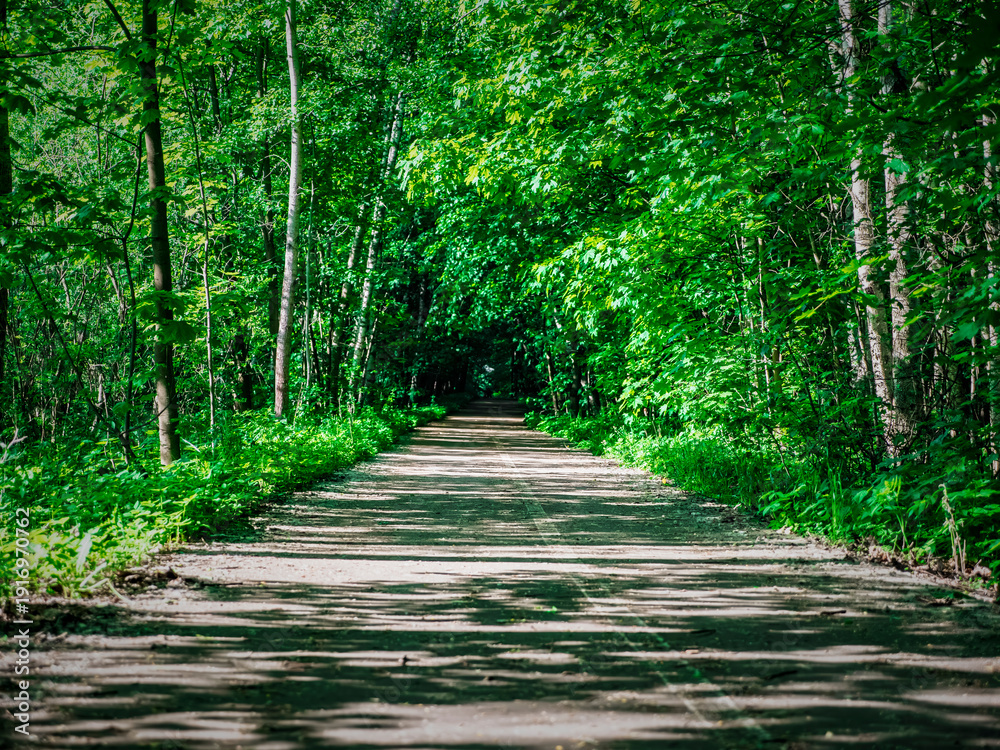 Fototapeta premium Sun-dappled dirt path leading into a lush, green forest canopy
