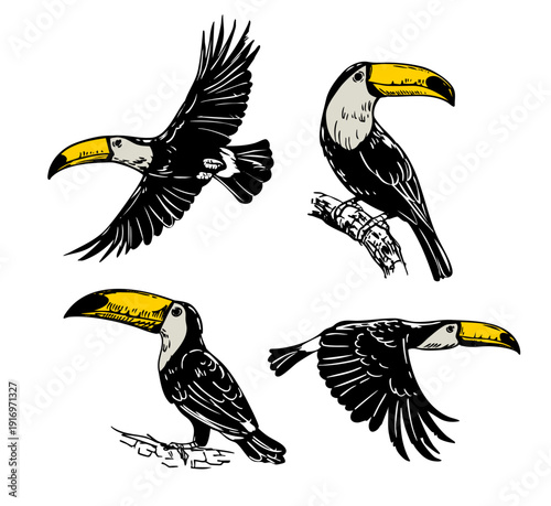Toucan set, exotic bird, set of monochrome linear vector illustrations