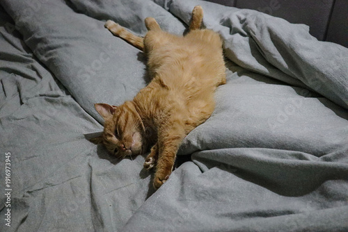 Fotografija A ginger cat sleeps lazily on a ottoman with gray bedding, viewed from above