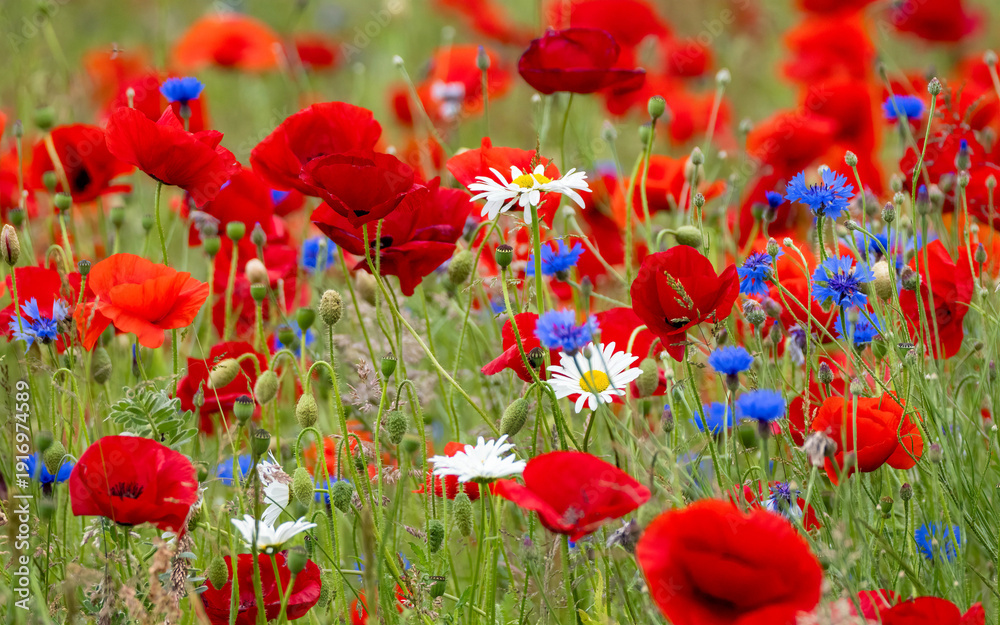 Naklejka premium Flowers