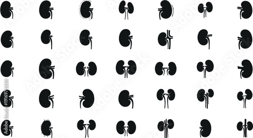 Various kidney anatomy illustrations for medical use