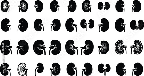 Detailed kidney illustrations for medical education and anatomy studies