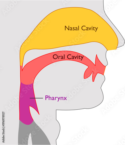 Human vocal system diagram. Vocal tract with its differents parts. Nasal, oral cavity, pharynx. Colored, illustration vector