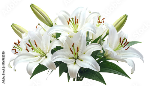 A lush, isolated bouquet of white lily blossoms, with green leaves and buds visible