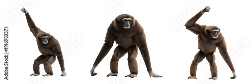 Photos Hoolock gibbon isolated on white background, Hoolock hoolock full body standing,