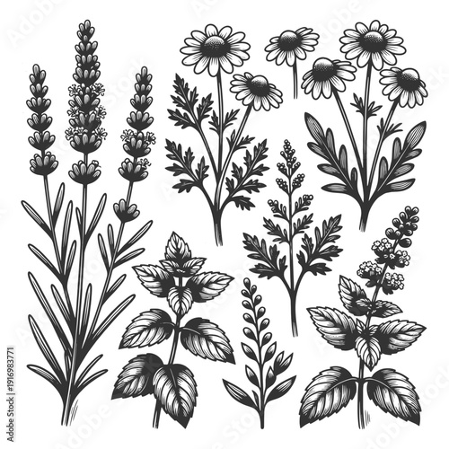 set of botanical herbs and wildflowers including lavender, chamomile, and mint, ideal for natural, herbal, and wellness themes sketch engraving generative ai vector illustration. Scratch board. 