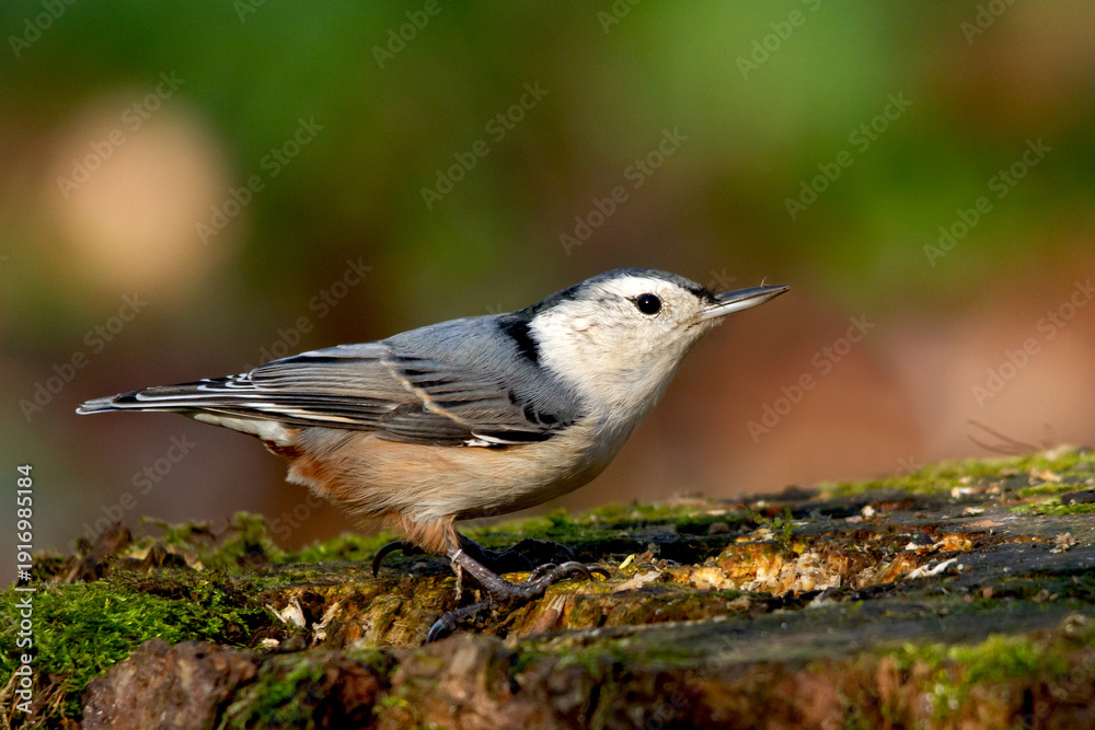 Naklejka premium White-breasted nuthatch on a tree stump covered with lichen