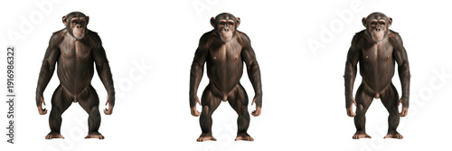 Konstfotografi Adult female chimpanzee isolated on white background, Pan troglodytes full body