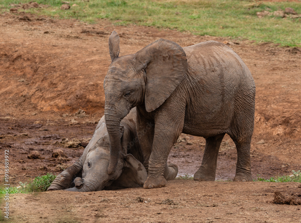 Fototapeta premium Two young elephants playing in Addo Elephant National Park, South Africa