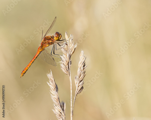 Male Ruddy Darter (dragonfly) sitting on grass on a dry summer meadow