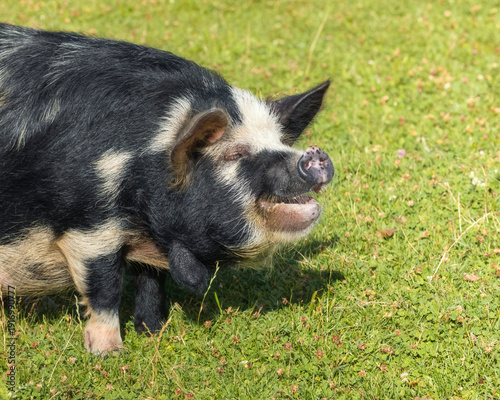 Kunekune pig grazing on a green pasture and looking happy