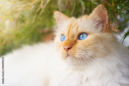 Closeup portrait of a flame-point Sacred Birman cat with bright blue eyes