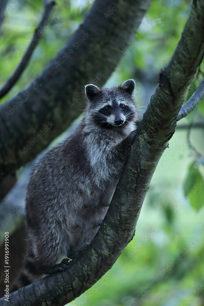 Obraz premium Szop pracz, szop amerykański, (Procyon lotor), raccoon