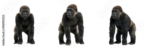Canvastavla Eastern lowland gorilla juvenile isolated on white background, Gorilla beringei