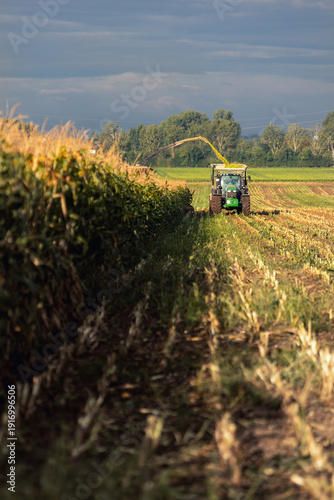 Fotografie Modern forage harvester combiner harvesting silage maize corn tractor trailer corn field warm sunny autumn morning with overcast cloudy sky