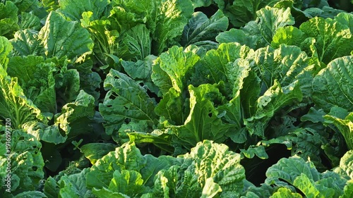 Chinese cabbage ripening in Northeast China this autumn