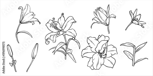 Lilies vector set. Flower graphic illustration. Lily drawing in line art style. Flower sketch painted by black inks. Collection of lily flowers. Vector lili clip art. Outline of Lilies engraving EPS10