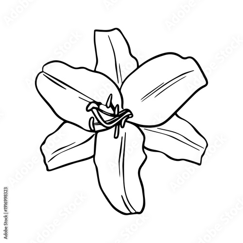 Lily flowers line art. Flower arrangement drawing in line art style. Hand drawn vector Botanical illustration Lily. Graphics element outline of Flower for Easter, Epiphany, Christening, invitations