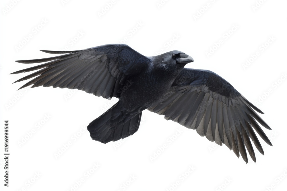 Obraz premium Raven in flight: majestic black bird with outstretched wings