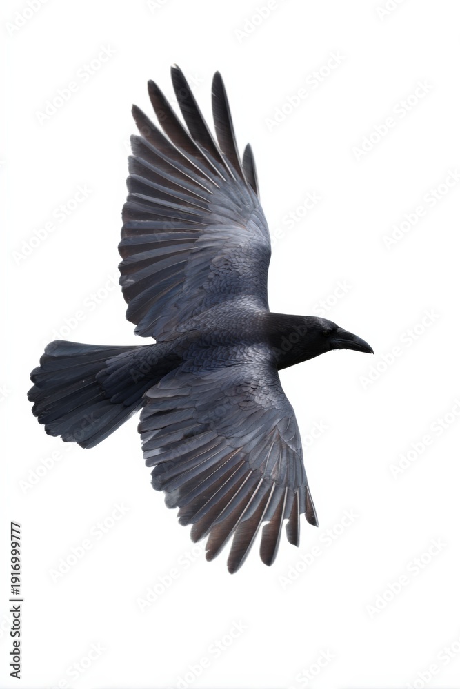 Fototapeta premium Close-up of a black raven in flight against clear white background