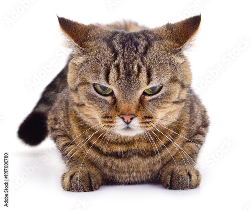 Angry tabby cat lying on white background looking at camera