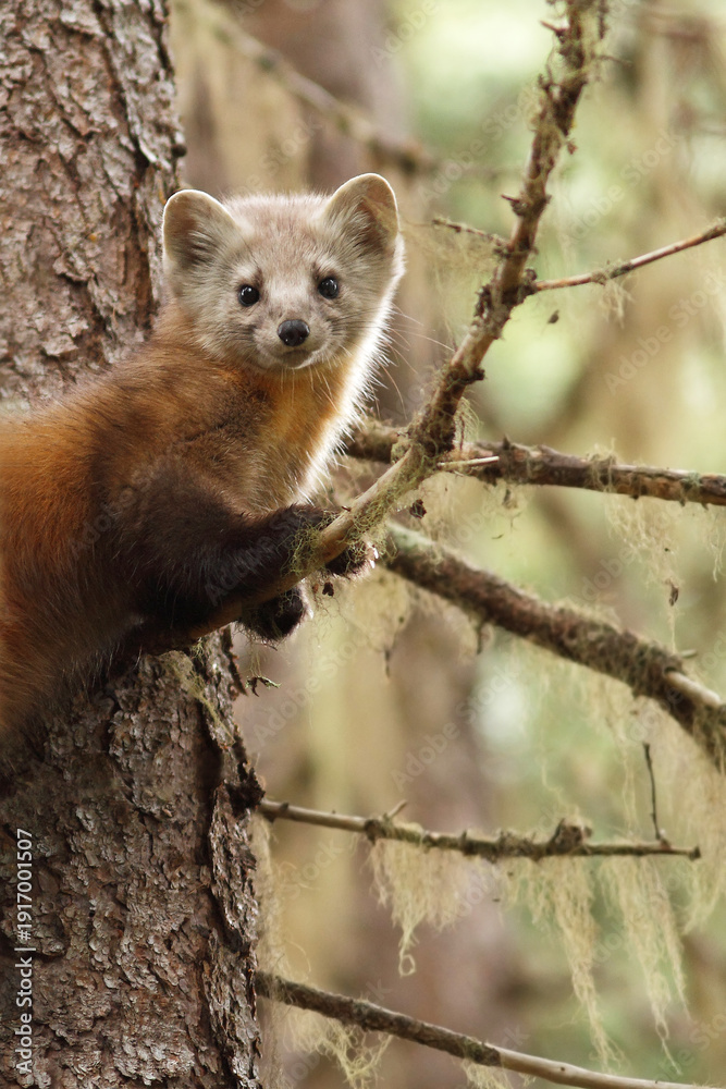 Fototapeta premium The American marten with its magnificent winter coat