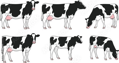 Holstein cow illustration collection, dairy animal artwork, livestock vector icons, farm clipart, agriculture design, milk production graphics, grazing poses set