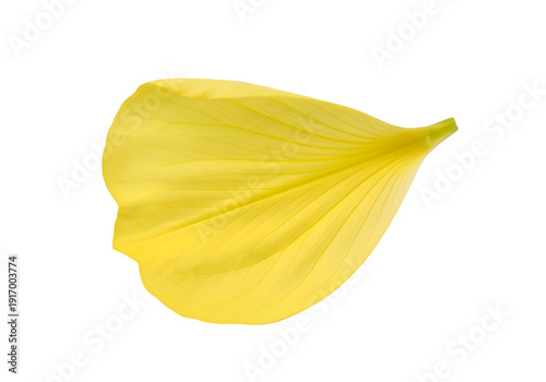 Delicate yellow evening primrose blossom petal isolated on transparent or white background. PNG
