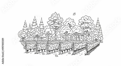 A black and white sketch of a vineyard with trees in the background and fallen leaves