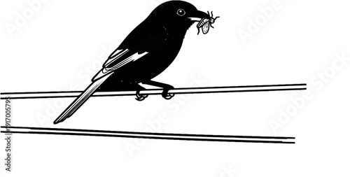 A black bird perched on two wires holds an insect in its beak