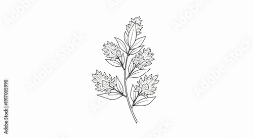 A delicate black and white line drawing of a flowering plant