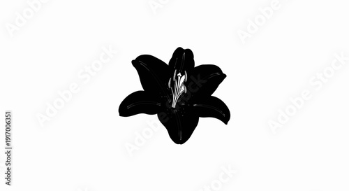 A detailed black lily with white stamens and pistils is centered on a white background