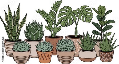 A collection of assorted houseplants in decorative potted containers