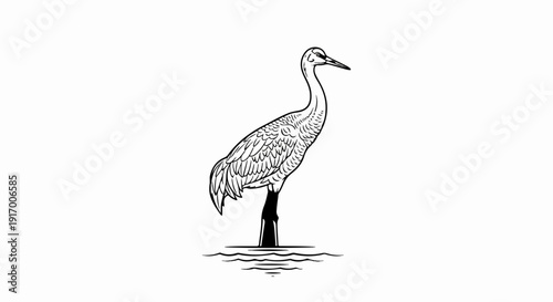 A detailed line drawing of a graceful crane standing in water