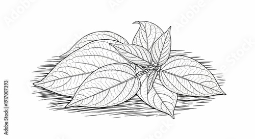A detailed sketch of a cluster of large, veined leaves