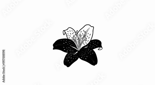 A monochrome illustration of a spotted lily with intricate details