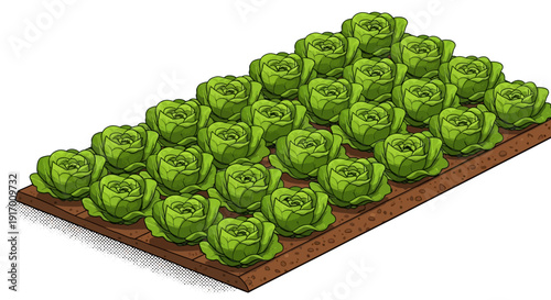 Isometric lettuce garden bed with fresh green heads in neat rows