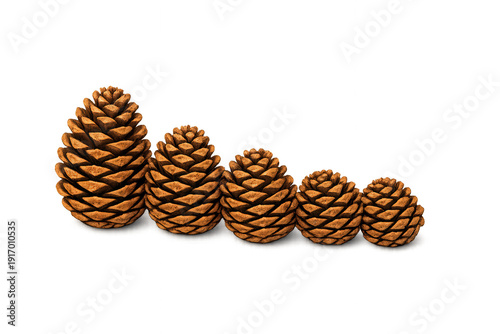 Pine cones natural collection organized in decreasing size for harvest, autumn, winter concepts, transparent background