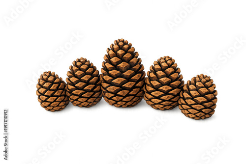 Five natural pinecones in a row, showing brown texture and seeds for autumn and winter season decoration, transparent background