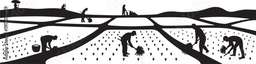 Black and white of people farming in rice paddies workers