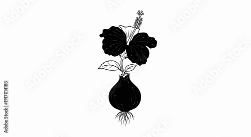 Black hibiscus flower emerges from a bulbous root base