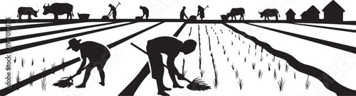 Farmers planting rice in flooded fields with water buffaloes