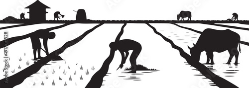 Farmers Working in Flooded Rice Fields with Water Buffalo