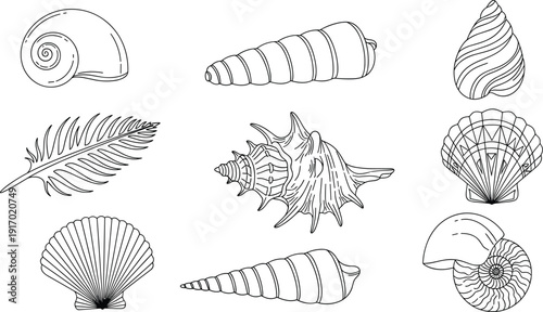 Collection of black and white line art seashell illustrations including scallop, conch, nautilus, and spiral shells for summer beach and ocean designs.