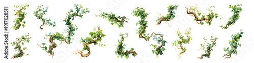 Twisted creeping vines plants, ivy leaves wrapped trees branches watercolor set isolated on transparent background
